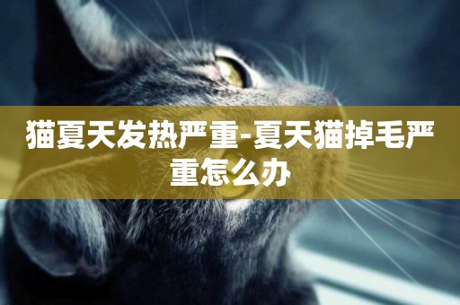 貓夏天發熱嚴重-夏天貓掉毛嚴重怎么辦