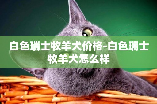 白色瑞士牧羊犬價格-白色瑞士牧羊犬怎么樣