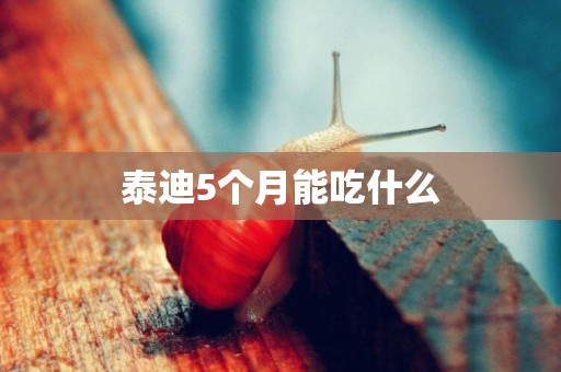 泰迪5個月能吃什么