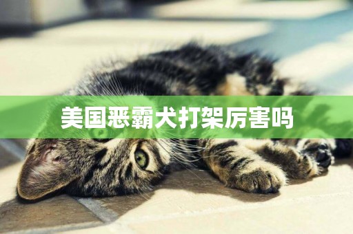 美國惡霸犬打架厲害嗎