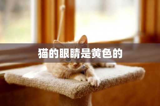 貓的眼睛是黃色的