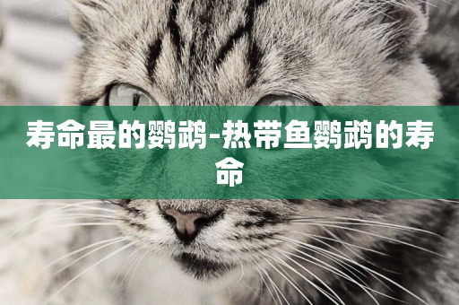 壽命最的鸚鵡-熱帶魚鸚鵡的壽命