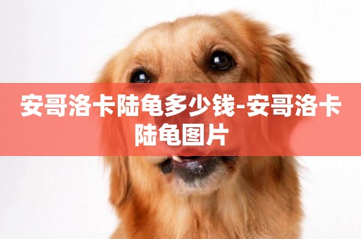 安哥洛卡陸龜多少錢-安哥洛卡陸龜圖片