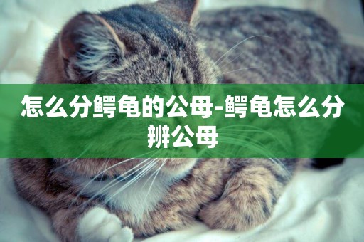 怎么分鱷龜的公母-鱷龜怎么分辨公母