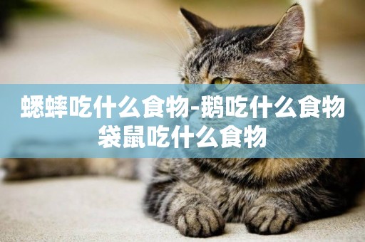 蟋蟀吃什么食物-鵝吃什么食物袋鼠吃什么食物