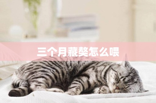三個月藏獒怎么喂