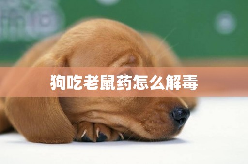 狗吃老鼠藥怎么解毒