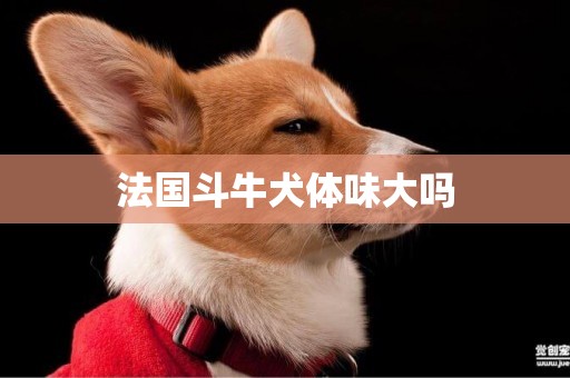 法國斗牛犬體味大嗎
