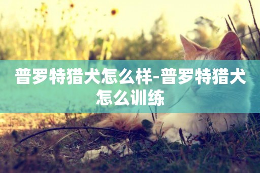 普羅特獵犬怎么樣-普羅特獵犬怎么訓練