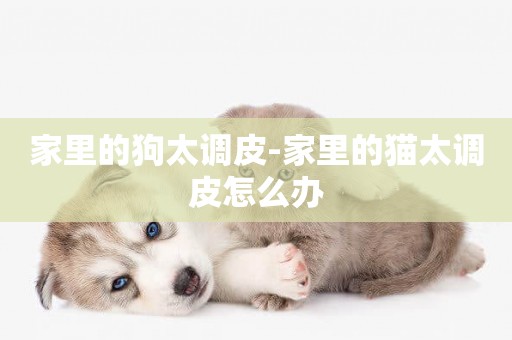 家里的狗太調皮-家里的貓太調皮怎么辦