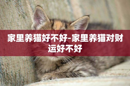 家里養貓好不好-家里養貓對財運好不好