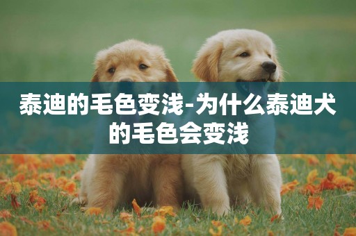泰迪的毛色變淺-為什么泰迪犬的毛色會變淺