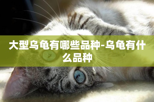 大型烏龜有哪些品種-烏龜有什么品種
