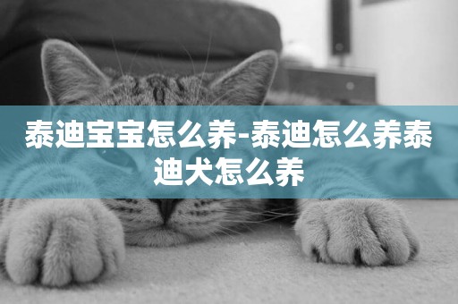 泰迪寶寶怎么養-泰迪怎么養泰迪犬怎么養