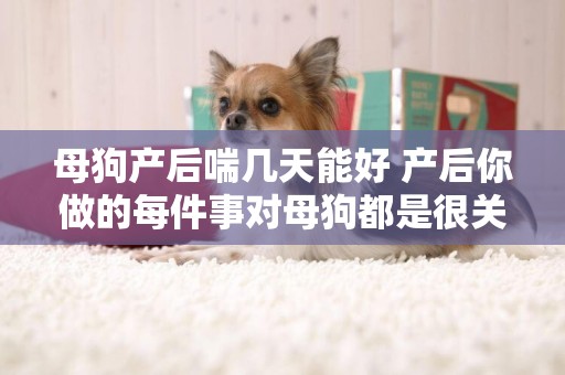母狗產后喘幾天能好 產后你做的每件事對母狗都是很關鍵的
