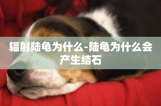 輻射陸龜為什么-陸龜為什么會產生結石