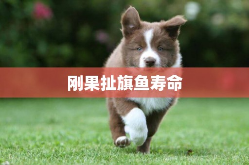 剛果扯旗魚壽命