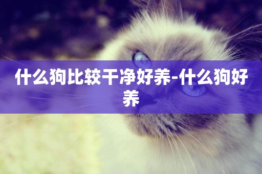 什么狗比較干凈好養-什么狗好養