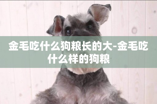 金毛吃什么狗糧長的大-金毛吃什么樣的狗糧