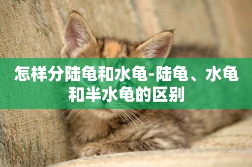 怎樣分陸龜和水龜-陸龜、水龜和半水龜的區別