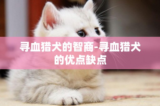 尋血獵犬的智商-尋血獵犬的優點缺點