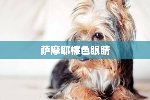 薩摩耶棕色眼睛