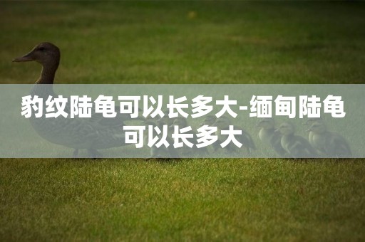 豹紋陸龜可以長多大-緬甸陸龜可以長多大