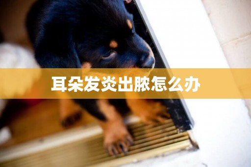 耳朵發炎出膿怎么辦
