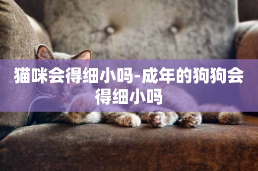 貓咪會得細小嗎-成年的狗狗會得細小嗎
