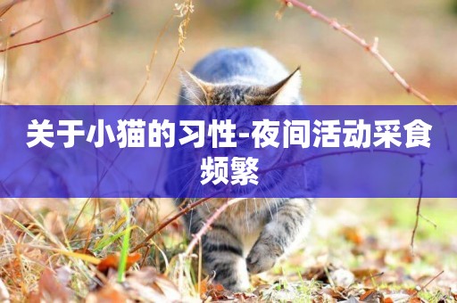 關于小貓的習性-夜間活動采食頻繁