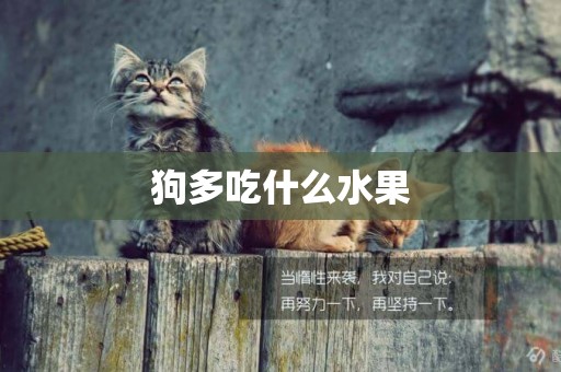 狗多吃什么水果