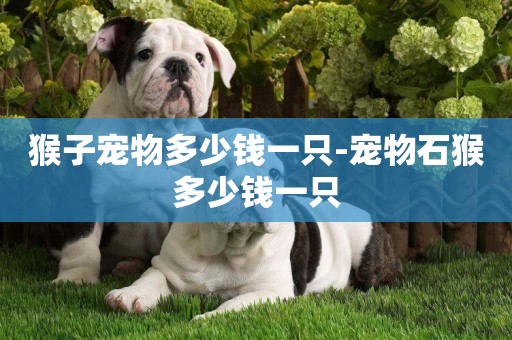 猴子寵物多少錢一只-寵物石猴多少錢一只