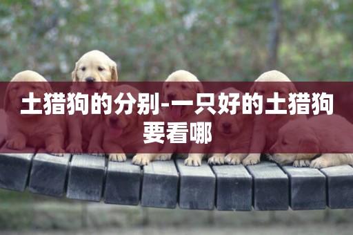 土獵狗的分別-一只好的土獵狗要看哪
