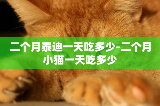 二個月泰迪一天吃多少-二個月小貓一天吃多少