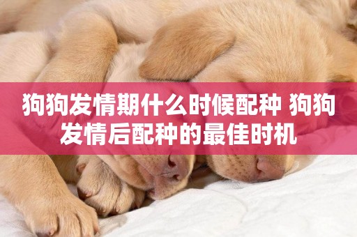狗狗發情期什么時候配種 狗狗發情后配種的最佳時機