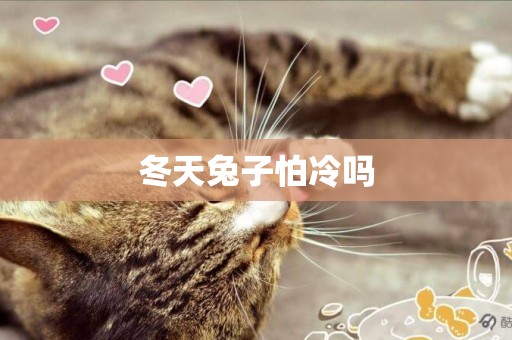 冬天兔子怕冷嗎