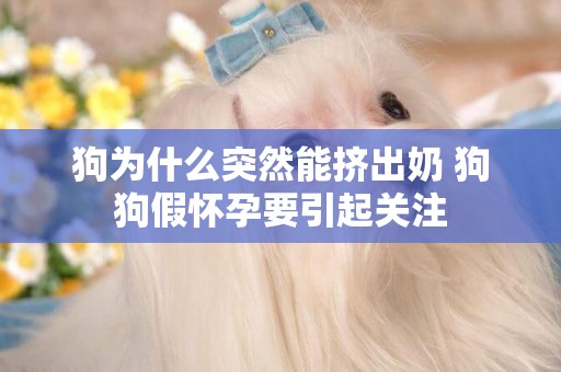 狗為什么突然能擠出奶 狗狗假懷孕要引起關注