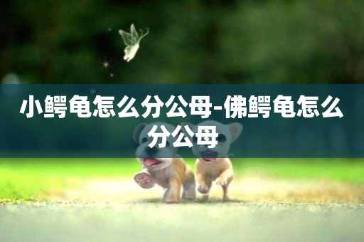 小鱷龜怎么分公母-佛鱷龜怎么分公母