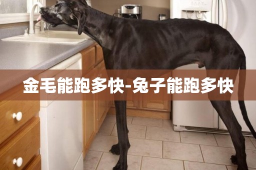 金毛能跑多快-兔子能跑多快