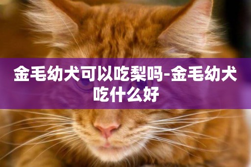 金毛幼犬可以吃梨嗎-金毛幼犬吃什么好