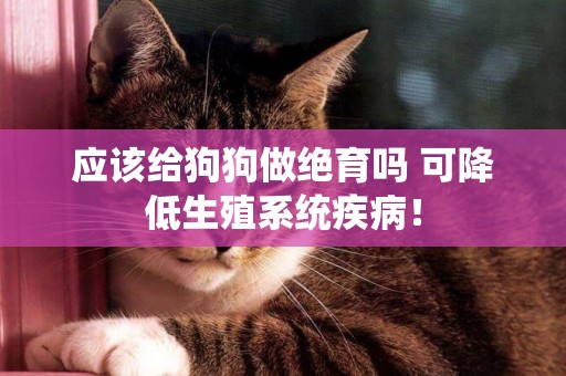 應該給狗狗做絕育嗎 可降低生殖系統疾病！