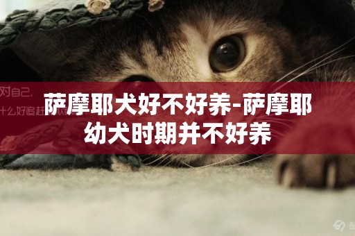 薩摩耶犬好不好養-薩摩耶幼犬時期并不好養