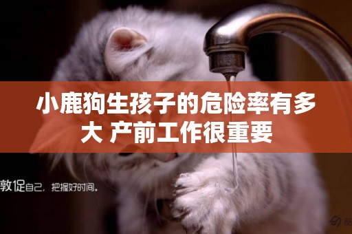 小鹿狗生孩子的危險率有多大 產前工作很重要