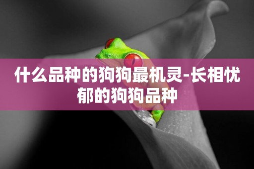 什么品種的狗狗最機靈-長相憂郁的狗狗品種