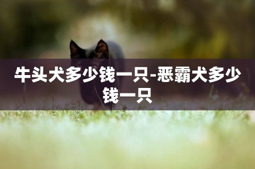 牛頭犬多少錢一只-惡霸犬多少錢一只