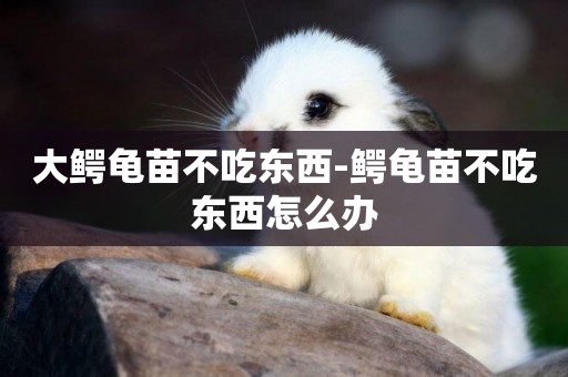 大鱷龜苗不吃東西-鱷龜苗不吃東西怎么辦