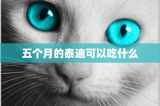 五個月的泰迪可以吃什么
