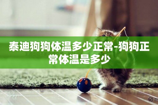 泰迪狗狗體溫多少正常-狗狗正常體溫是多少
