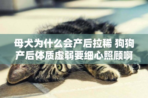 母犬為什么會產后拉稀 狗狗產后體質虛弱要細心照顧啊！