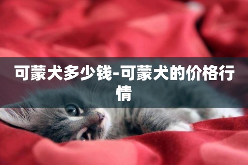 可蒙犬多少錢-可蒙犬的價格行情